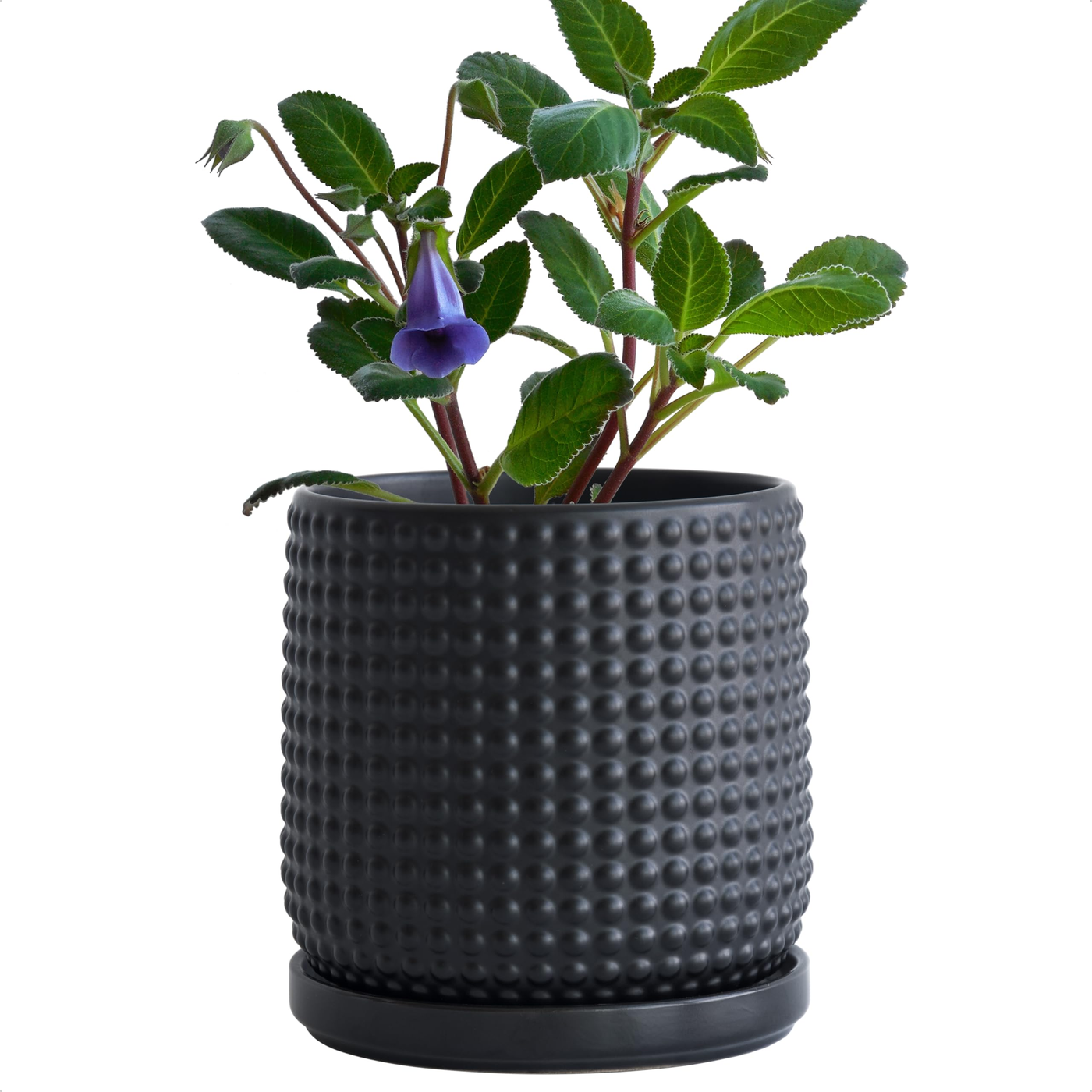 store-033-sku-5-4.png