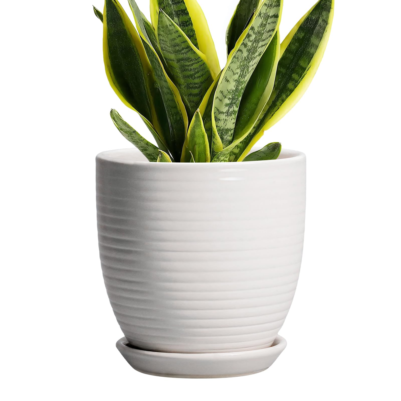 store-033-sku-5-1.png