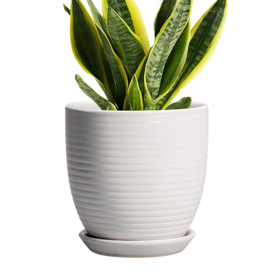 store-033-sku-5-1.png