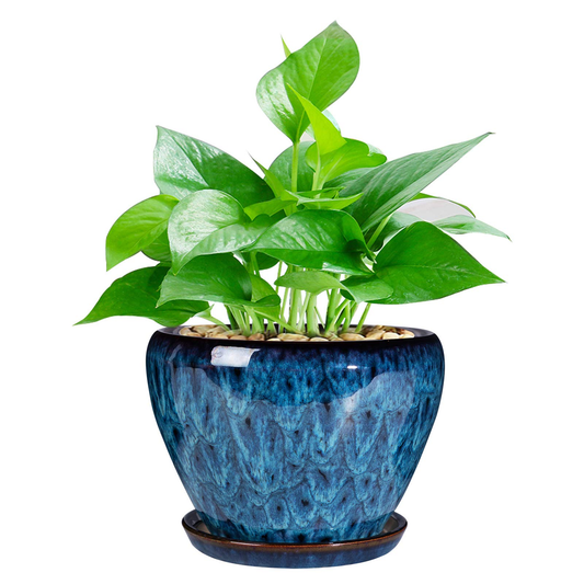 store-033-sku-5-2.png